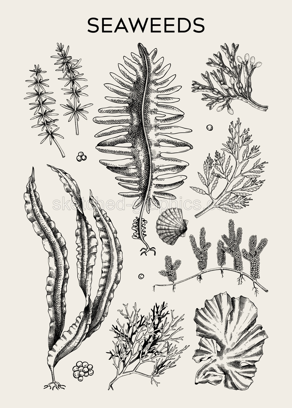 Edible seaweed poster design. Hand-drawn underwater algae - kelp, kombu, wakame, hijiki sketches. Asian cuisine, plant-based food, healthy food ingredients, seafood restaurant menu, wall art, print Illustration